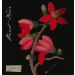 Botanica Wines Mary Delany Pinot Noir 2018 Front Label