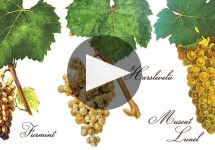 Royal Tokaji Wine Company Winery Video