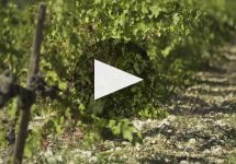 Hecht & Bannier Winery Video