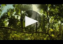 Segura Viudas Winery Video