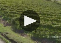 Pecchenino Winery Video