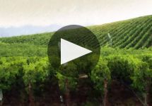 Carmel Road Winery Video