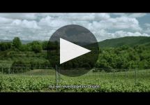 Codorniu Winery Video