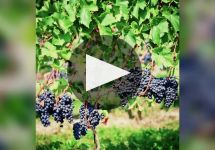 Chateau du Moulin-a-Vent Winery Video