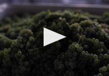 Pikes  Winery Video