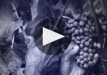 Vina Ventisquero Winery Video