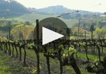 Monte Antico Winery Video