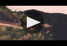 Valdo Winery Video