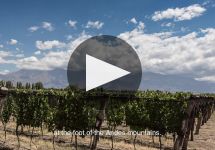 Bodegas Caro Winery Video