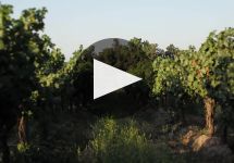 Domus Aurea Winery Video