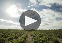 Numanthia Winery Video