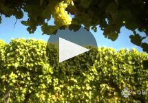 Nobilo  Winery Video