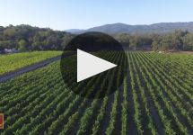 Rutherford Ranch Winery Video