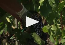 Biondi-Santi Winery Video