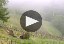 Flowers Winery Video