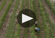 Bodegas Rectoral de Amandi Bodegas Rectoral de Amandi Winery Winery Video
