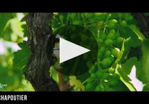 M. Chapoutier  Winery Video