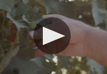 Broadside  Winery Video