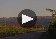 Bodegas Callia Winery Video