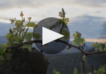 Burgess Cellars The Soul of an Icon Winery Video