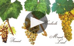 Royal Tokaji Wine Company Winery Video