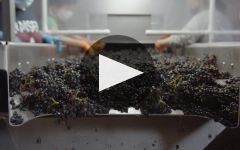 Head High Wines Head High Wines Winery Video