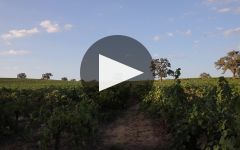 Castoro Cellars Winery Video