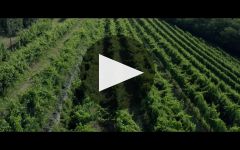 Sartori Winery Video