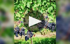 Chateau du Moulin a Vent Winery Video