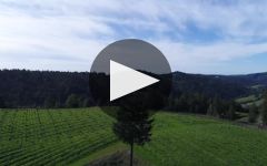 Hirsch Vineyards Winery Video