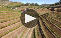 Croft Croft Port Harvest Winery Video