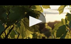 Chehalem Winery Video