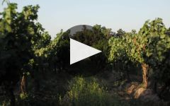 Domus Aurea Winery Video