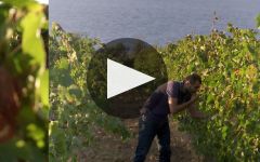 Argiolas Winery Video