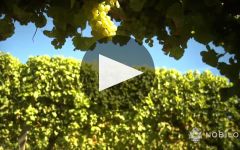Nobilo Winery Video