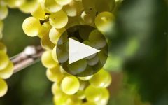 Louis Latour Winery Video