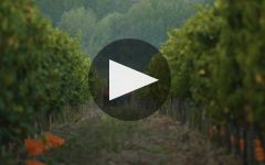 Argillae Winery Video