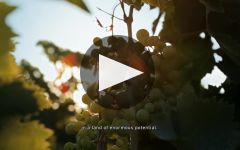 Fantini Winery Video