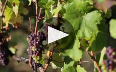 Seresin Winery Video