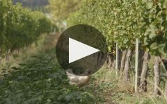 Loveblock Who is Loveblock? Winery Video