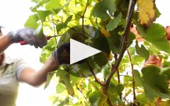 Feudi di San Gregorio Winery Video