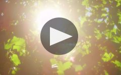 Sokol Blosser  Winery Video