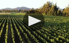 Koyle Winery Video