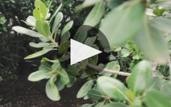 Lomond Winery Video