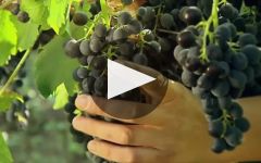 Budureasca Winery Video