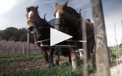 Raventos i Blanc Winery Video