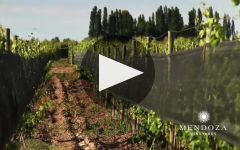 Agua de Piedra Winery Video