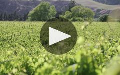 Pegasus Bay Winery Video
