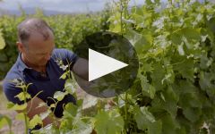 Rapaura Springs Winery Video