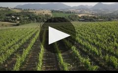 Bisci Winery Video